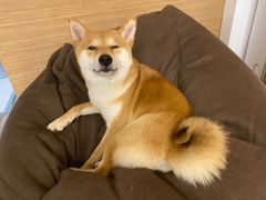 -柴迷FANS CLUB·柴犬狗咖·猫咖