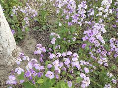 -天津东丽湖风景区
