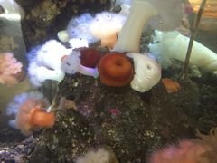 -西雅图水族馆