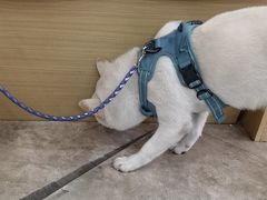 -美联众合动物医院·24h转诊中心