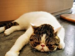 -瞄一喵猫咖(格力海岸店)