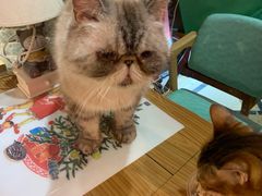 -猫色咖啡·猫咖