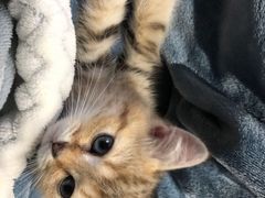 -柚子猫舍·精品猫舍购猫·猫咪认养·购宠·宠物店