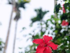 -呀诺达热带雨林