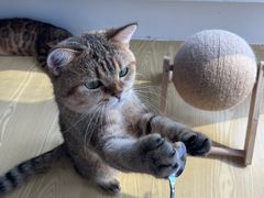 -Heymao猫咖.咖啡厅(东门店)