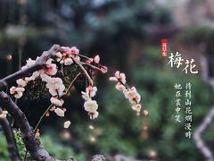-莘庄公园