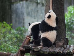 -成都大熊猫繁育研究基地
