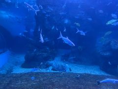 -左海海底世界