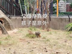-灵玲国际马戏城