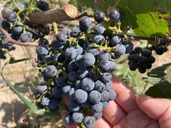 -紫轩葡萄酒庄园