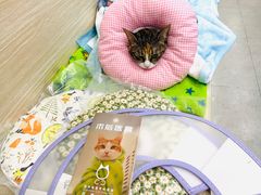 -凯特喵百思猫专科医院