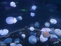 -芜湖新华联大白鲸海洋公园