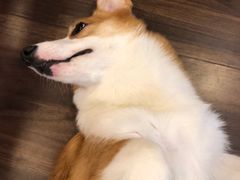 -柯斗斗主题餐厅·狗咖·围炉煮茶·茶饮(国瑞升平里店)