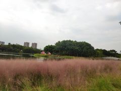-映月湖公园