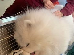 -瑞派福兴宠物医院犬猫全科·骨科·中西医结合(河东店)