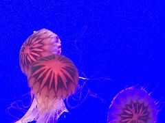 -上海海洋水族馆