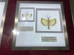 -上海昆虫博物馆