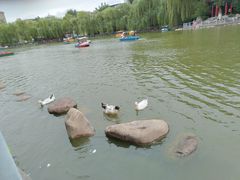 -莲湖公园