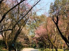 -南山植物园