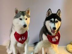 -Husky Go! 哈士奇体验馆·宠物咖啡厅狗咖