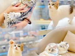 -怪兽屋·羊驼·猫咖·狗咖(俊华广场店)