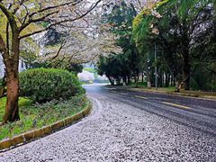 -武汉大学-樱园