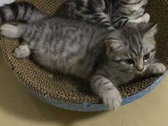 -纳吉亚猫专科动物诊疗中心(蒋宅口分院)
