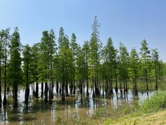 -白鹭湾湿地公园