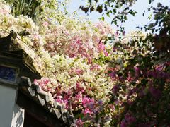 -深圳国际园林花卉博览园