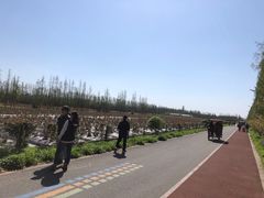 -上海长兴岛郊野公园