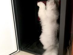 -猫大福·Fortune Cat猫舍(百子湾店)