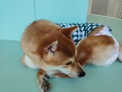 -怪兽屋·羊驼·猫咖·狗咖(俊华广场店)