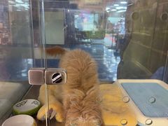 -FAELING PETS美天灵宠物(富力广场店)