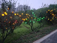 -昆山城市生态森林公园