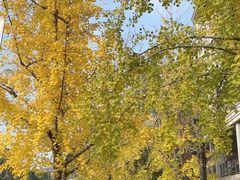 -铁山坪森林公园