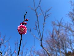 -无锡梅园公园