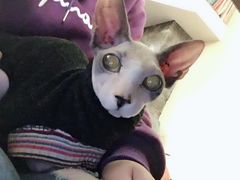 -猫色咖啡·猫咖