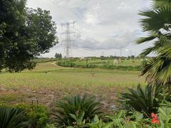 -紫颐香薰山谷景区