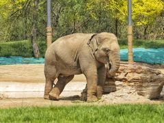 -北京野生动物园
