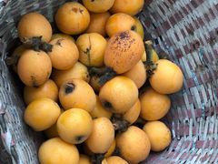 -塘栖枇杷特色园区