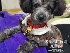 -BABYDOG宝贝狗宠物乐园(欧洲城店)