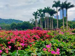 -莲花山公园