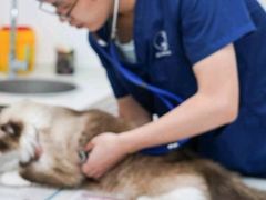 -伟伟宠物医院·瑞派猫友好医院·猫科(光谷店)