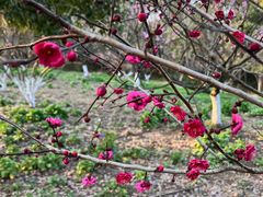 -上海海湾国家森林公园