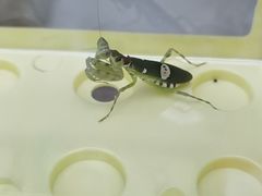 -中环花鸟鱼虫市场