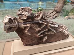 -陕西自然博物馆