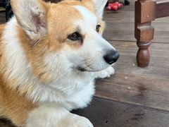 -肥朵食堂(带梦胡同店)