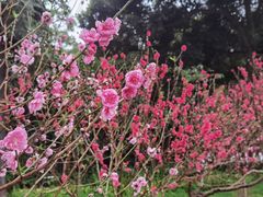 -桃花涧