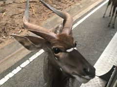 -清迈夜间动物园