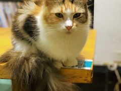 -猫色咖啡·猫咖